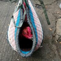 fresh-chapter-of-dear-diary---part-4