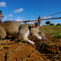 hero-rats--tikus-sapu-ranjau-berkantung-afrika-yang-lebih-mulia-dari-tikus-kantor