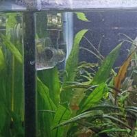 aquascape-for-everyone-learning-and-sharing---part-4