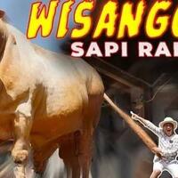 qurban-sapi-terbesar-di-indonesia-ternyata-milik-irfan-hakim