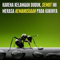 pengacara-yang-dipermasalahkan-kritikan-roy-suryo-bukan-meme-stupa