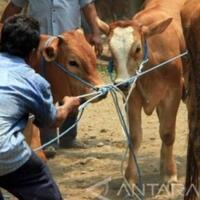 sapi--kambing-tak-kunjung-datang-mushala-di-bukittinggi-gagal-kurban-ditipu-penjual