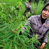 dari-bumbu-masak-sampai-bahan-obat-ini-sejarah-dan-tradisi-penggunaan-ganja-di-aceh