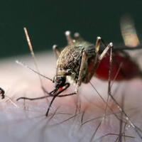 virus-west-nile-menelan-korban-kembali-saatnya-untuk-hidup-sehat-dan-bersih