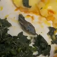 kepala-ular-ditemukan-di-dalam-makanan-satu-pesawat-terheran-heran