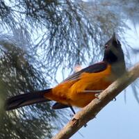 bukan-burung-sembarangan-beracun-dan-satu-satunya-di-dunia-asal-indonesia