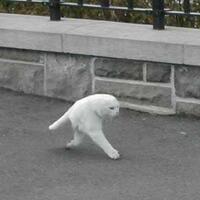 terjawab-kenapa-jejak-kaki-kucing-terlihat-hanya-ada-2-sadar-gak-gan