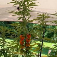 3-tumbuhan-berkhasiat-obat-yang-banyak-ditemukan-di-indonesia