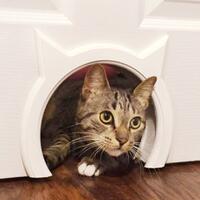 fakta-lain-tentang-kucing-terbaru-dan-belum-dibahas-dimedia-lain