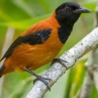 burung-beracun-pertama-di-dunia