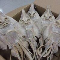 7-ikan-unik-dan-langka-dengan-perawakan-yang-menyeramkan