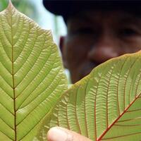 sejuta-manfaat-daun-kratom-melebihi-dari-ganja-masih-legal-nih-ya