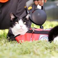 kenapa-tidak-ada-kucing-pelacak-anjing-pelacak-kalah-bersaing-ini-jawabannya