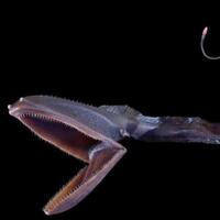 7-ikan-unik-dan-langka-dengan-perawakan-yang-menyeramkan