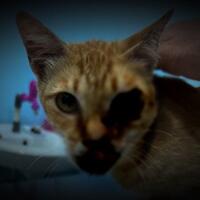 mata-ditembak-jenderal-sesko-tni-sampai-tembus-mulut-kucing-ini-hidup