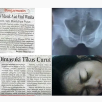 si-tikus-dari-perusak-kabel-hingga-masuk-ke-dalam-vagina