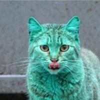 menakjubkan-penemuan-kucing-berwarna-hijau-tosca-di-bulgaria