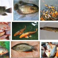 7-ikan-air-tawar-favorit-para-pemancing-indonesia-kamu-paling-suka-yang-mana-gan