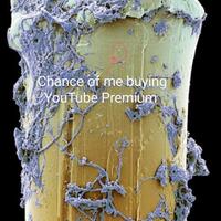 ajaib-30-keindahan-objek-sehari-hari-yang-diamati-menggunakan-mikroskop