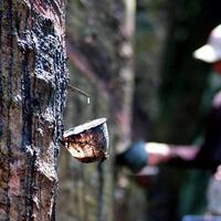 harga-bbm-naik-tapi-harga-karet-turun-petani-karet-bingung-mau-makan-apa