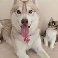 lucunya-bayi-kucing-yang-sekarat-ini-berhasil-dirawat-oleh-ibu-anjing-hingga-dewasa