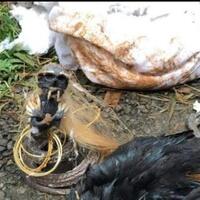 ditemukan-jenglot-berbadan-ular-darimana-sebenarnya-jenglot