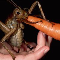 giant-weta--jangkrik-berukuran-xxl-yang-cocok-menjadi-peliharaanmu