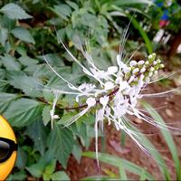 manfaat-segudang-kumis-kucing-nemu-di-dekat-rumah-nih