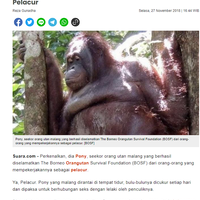 heboh-afi-nihaya-si-penulis-plagiat-diduga-jadi-psk-pake-akun-alter-di-twitter