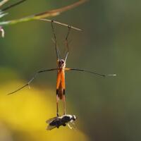 8-serangga-teraneh-dengan-wujud-tak-masuk-akal