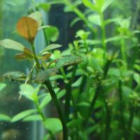 aquascape-for-everyone-learning-and-sharing---part-4