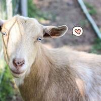 mau-jadi-peternak-kambing-ini-dia-beberapa-hal-yang-harus-dipersiapkan-terlebih-dulu