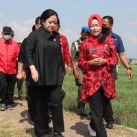 hanya-di-era-puan-petani-bisa-maju--momen-puan-tanam-padi-maju-mestinya-mundur