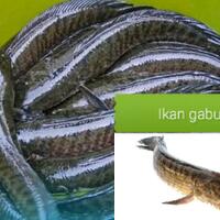 manfaat-ikan-gabus