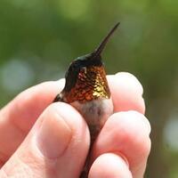 bee-hummingbird--burung-ini-kecil-sekali-seukuran-kurang-dari-jarimu