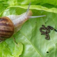 african-giant-snail--bekicot-xxl-ini-cocok-menjadi-peliharaanmu