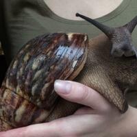african-giant-snail--bekicot-xxl-ini-cocok-menjadi-peliharaanmu