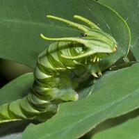 dragonheaded-caterpillar--ulat-bulu-berkepala-naga-yang-akan-membuatmu-takjub