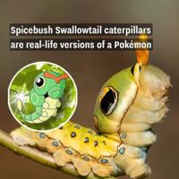 dragonheaded-caterpillar--ulat-bulu-berkepala-naga-yang-akan-membuatmu-takjub