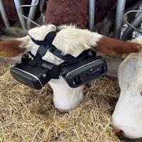 menggunakan-kacamata-vr-pada-sapi-untuk-meningkatkan-produksi-susu
