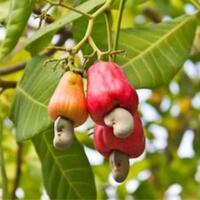 empat-macam-hal-yang-dilakukan-agar-jambu-monyet-tidak-terbuang-percuma