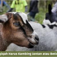 aqiqah-harus-kambing-jantan-atau-betina-simak-penjelasannya-menurut-sunnah