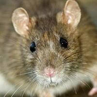 bahaya-tikus-masuk-rumah-bisa-menularkan-penyakit-ini-gan-usir-sekarang-juga