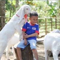 hobi-memelihara-hewan-perhatikan-beberapa-hal-ini-agar-tidak-menciptakan-keributan