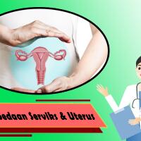 apa-perbedaan-serviks-dan-uterus-pada-sistem-reproduksi-wanita