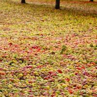 mengenal-fenomena-alam-apple-carpet-yang-sangat-unik-dan-belum-pernah-kamu-ketahui