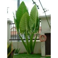 cocoloba-gigantifolia--salah-satu-tumbuhan-dengan-daun-xxl-yang-masih-ada-saat-ini
