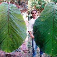 cocoloba-gigantifolia--salah-satu-tumbuhan-dengan-daun-xxl-yang-masih-ada-saat-ini