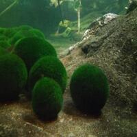 japanese-marimo--bola-lumut-menawan-yang-menjadi-bioindikator-lingkungan-bersih