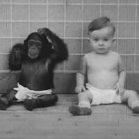 plot-twist-ilmuwan-ini-membesarkan-bayinya-bersama-simpanse-apa-yang-terjadi